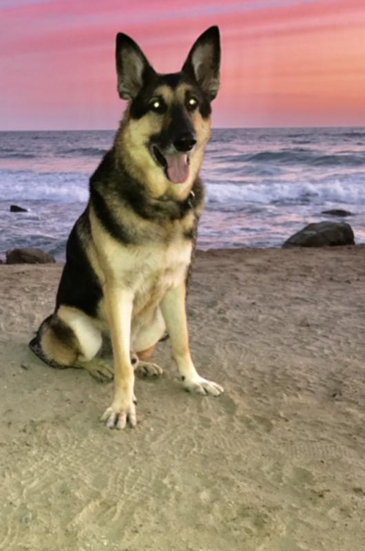 Hope For Paws Reviews And Ratings | Los Angeles, Ca | Donate, Volunteer, Review | Greatnonprofits