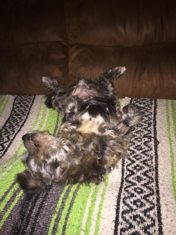 Stray Animal Adoption Program Inc Reviews and Ratings Newport, KY