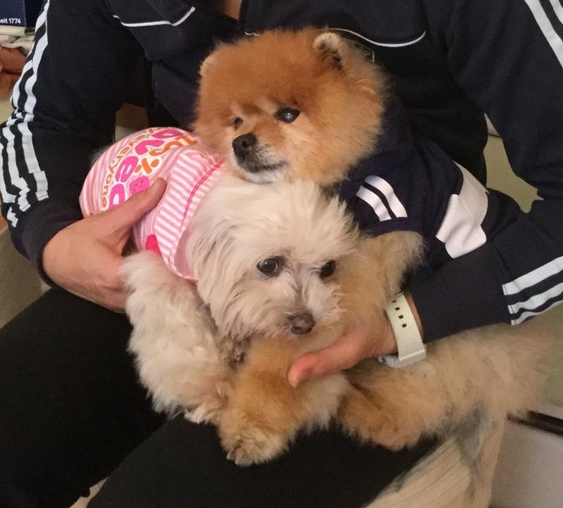 Muttville Senior Dog Rescue Reviews and Ratings San Francisco, CA
