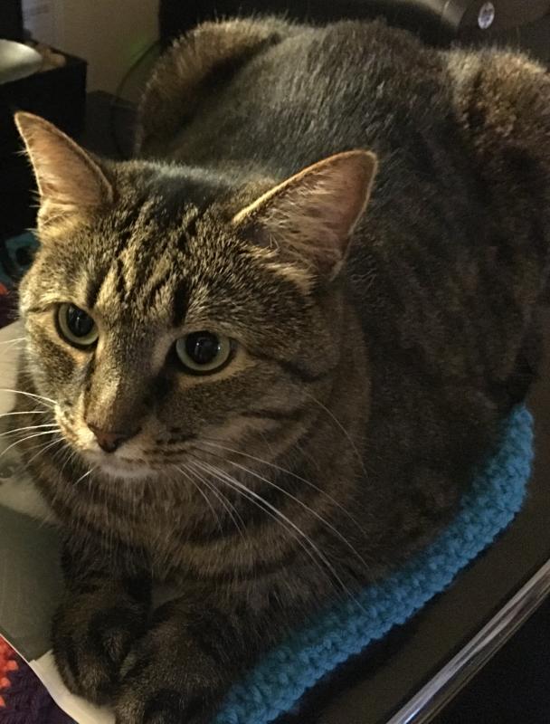 Cozy Cat Cottage Reviews and Ratings Powell, OH Donate, Volunteer