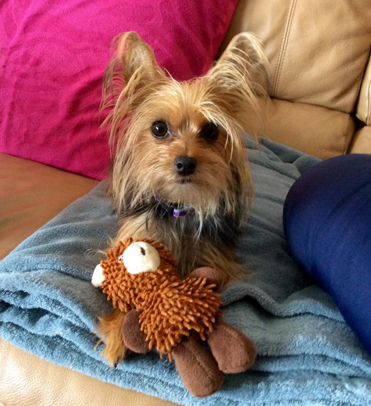 Florida Yorkie Rescue, Inc. Reviews and Ratings Palm City, FL