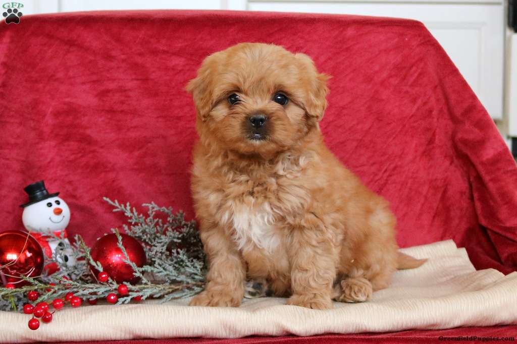 Where Is Greenfield Puppies Located