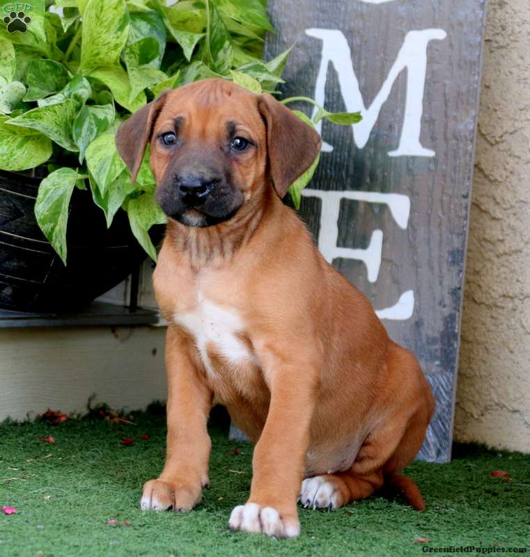 Norwegian Ridgeback Dog Puppy Discount
