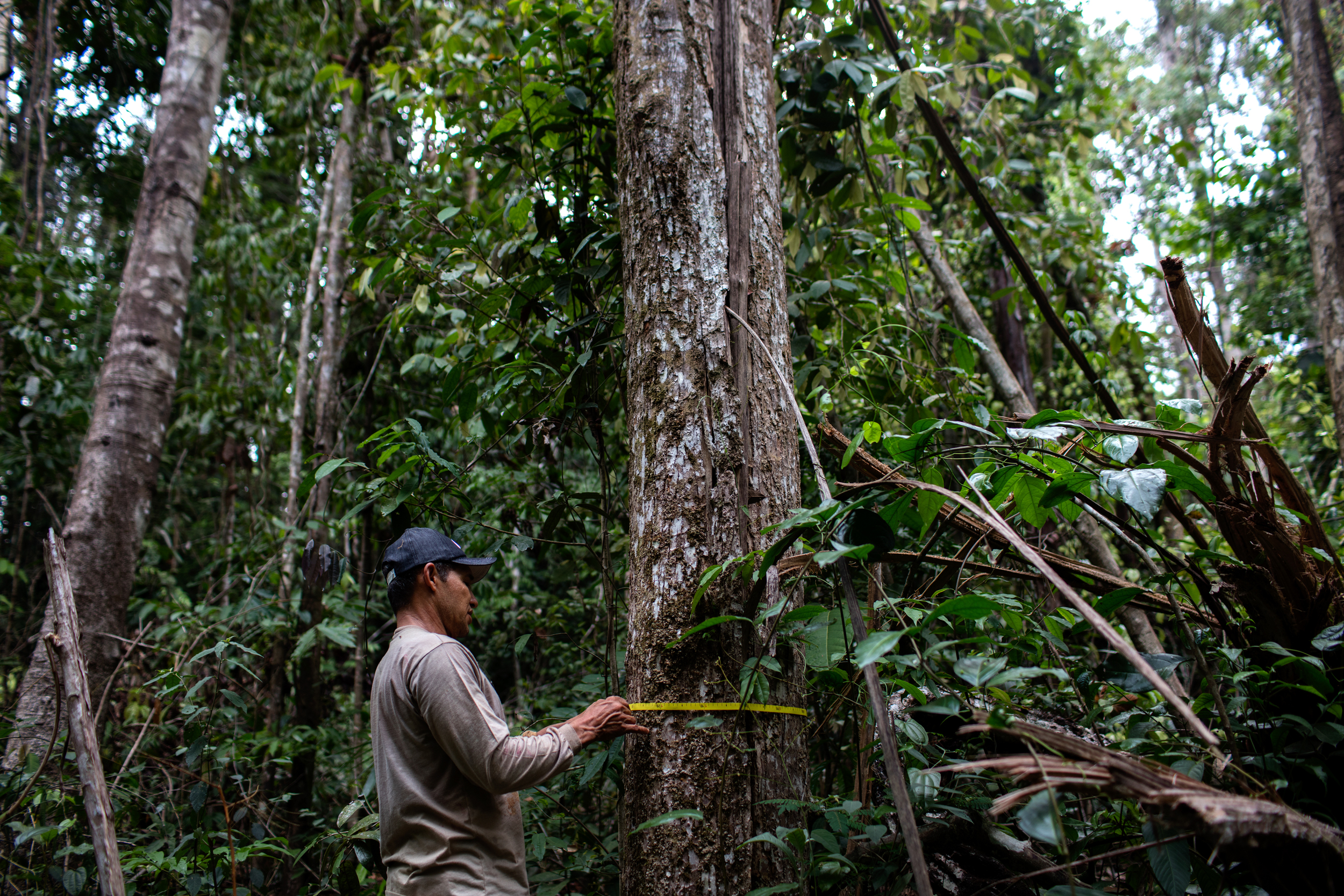 L’exploitation illégale du bois ipé détruit l’Amazonie Greenpeace France