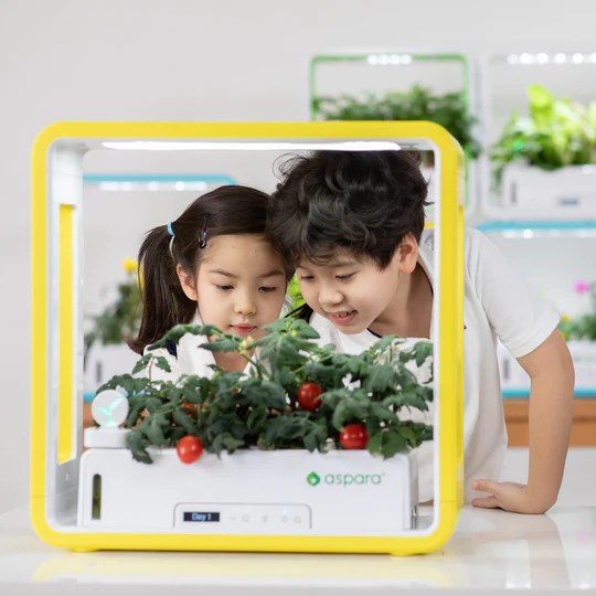 Little Scientist aspara® Life Science Kit (Suitable for 3＋) growgreen