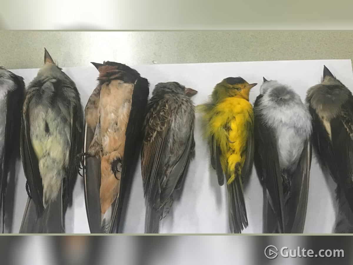 Tragedy Bird