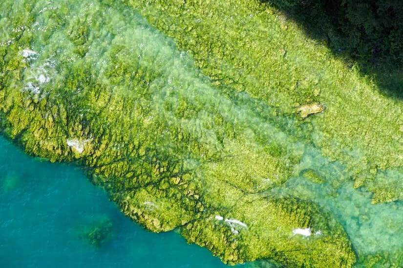 What Does Algae Do And Should You Be Consuming It? Gundry MD