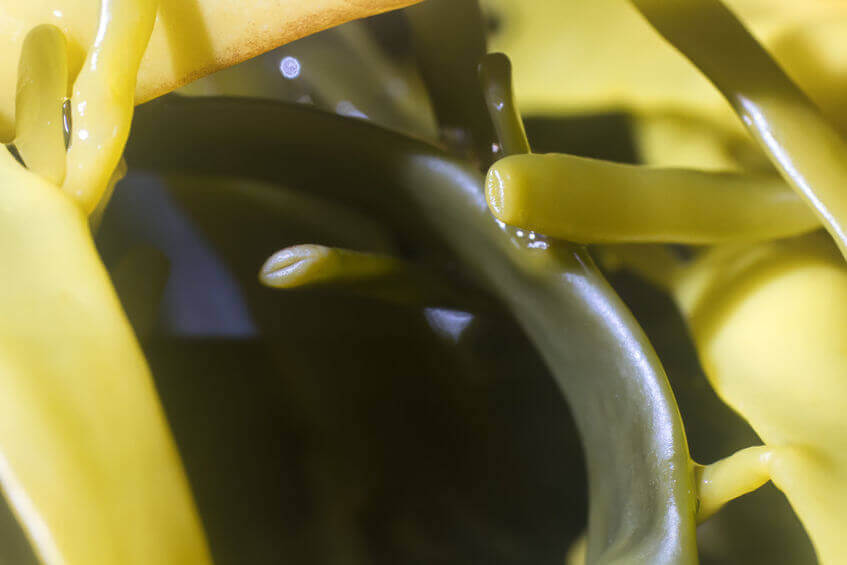 Sodium Alginate Health Benefits Gundry MD