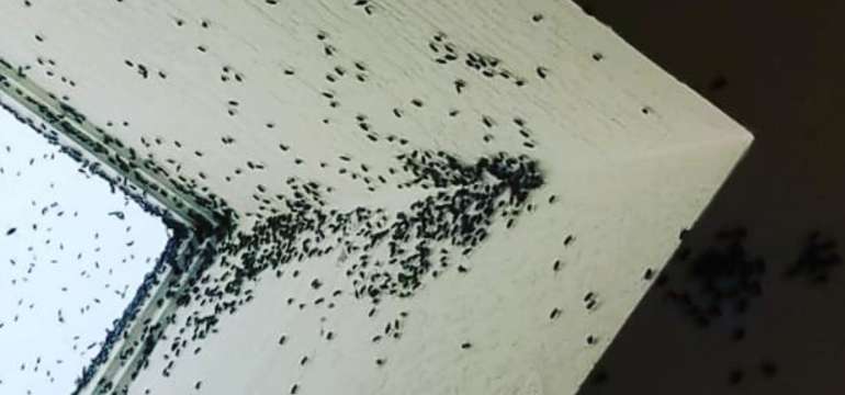 Maggots in Carpet Eliminating the Issue at the Source