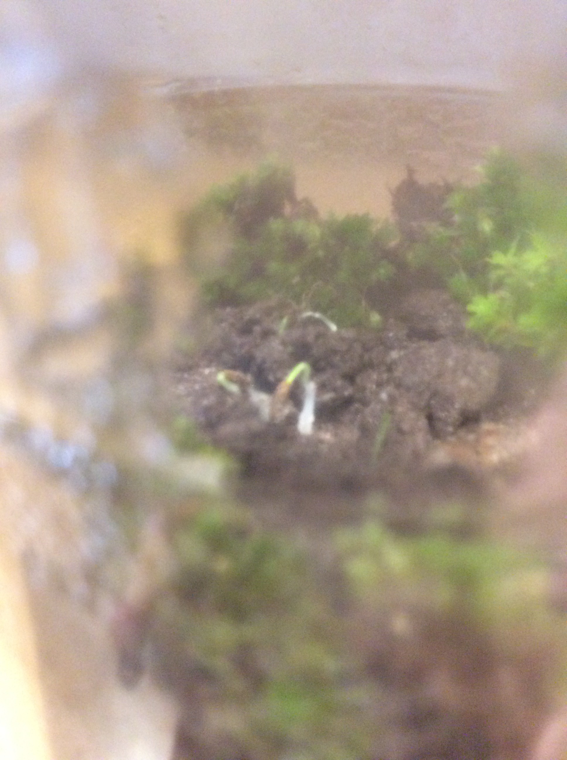 Gallery Growing vegetables in sealed containers Hackaday.io