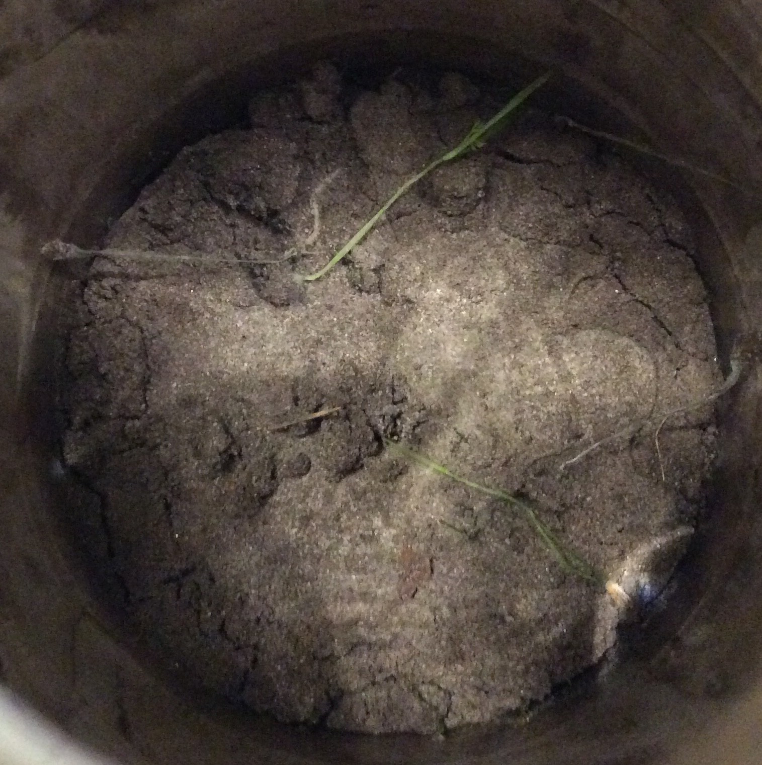 Growing vegetables in sealed containers Hackaday.io