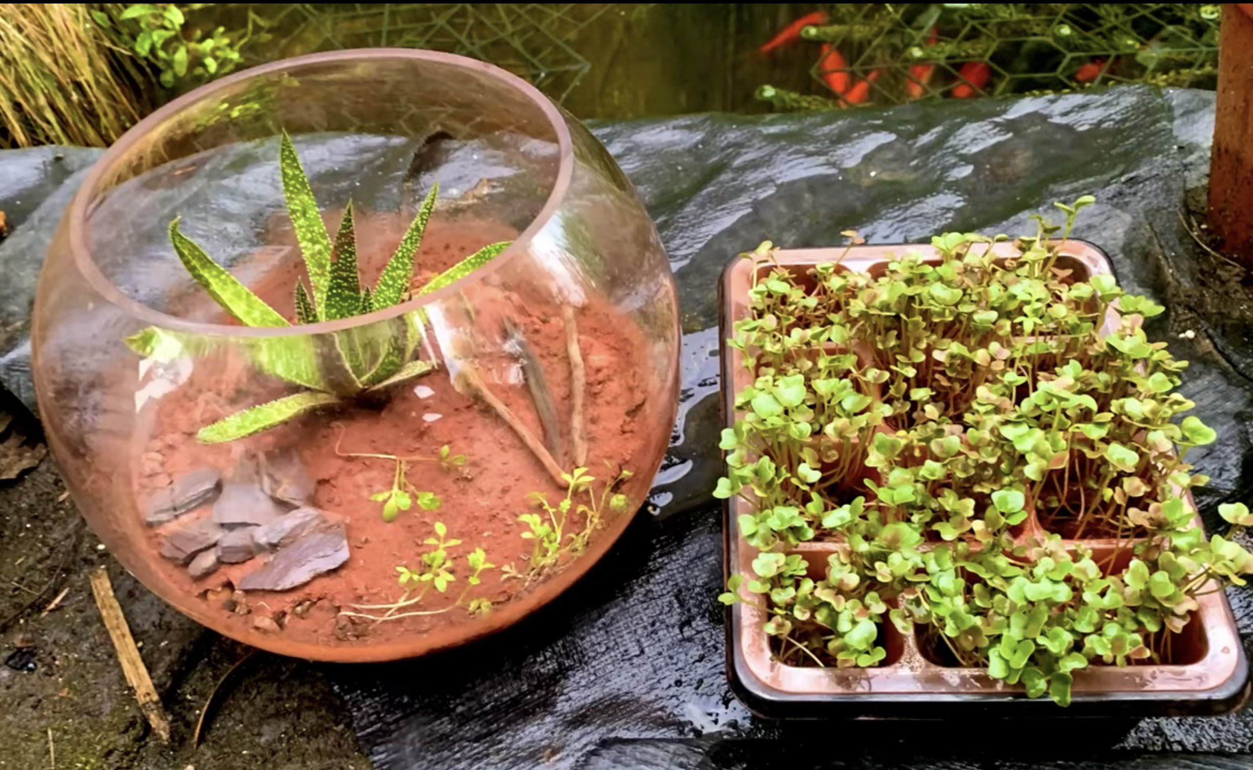 Growing Plants In Martian Soil Hackaday.io