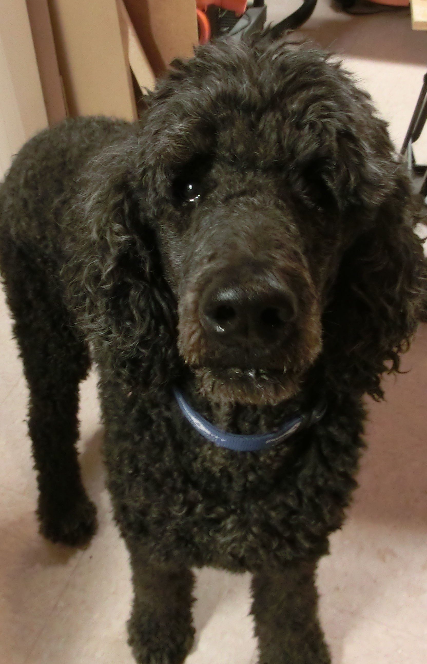 Dog ate my remote Details Hackaday.io