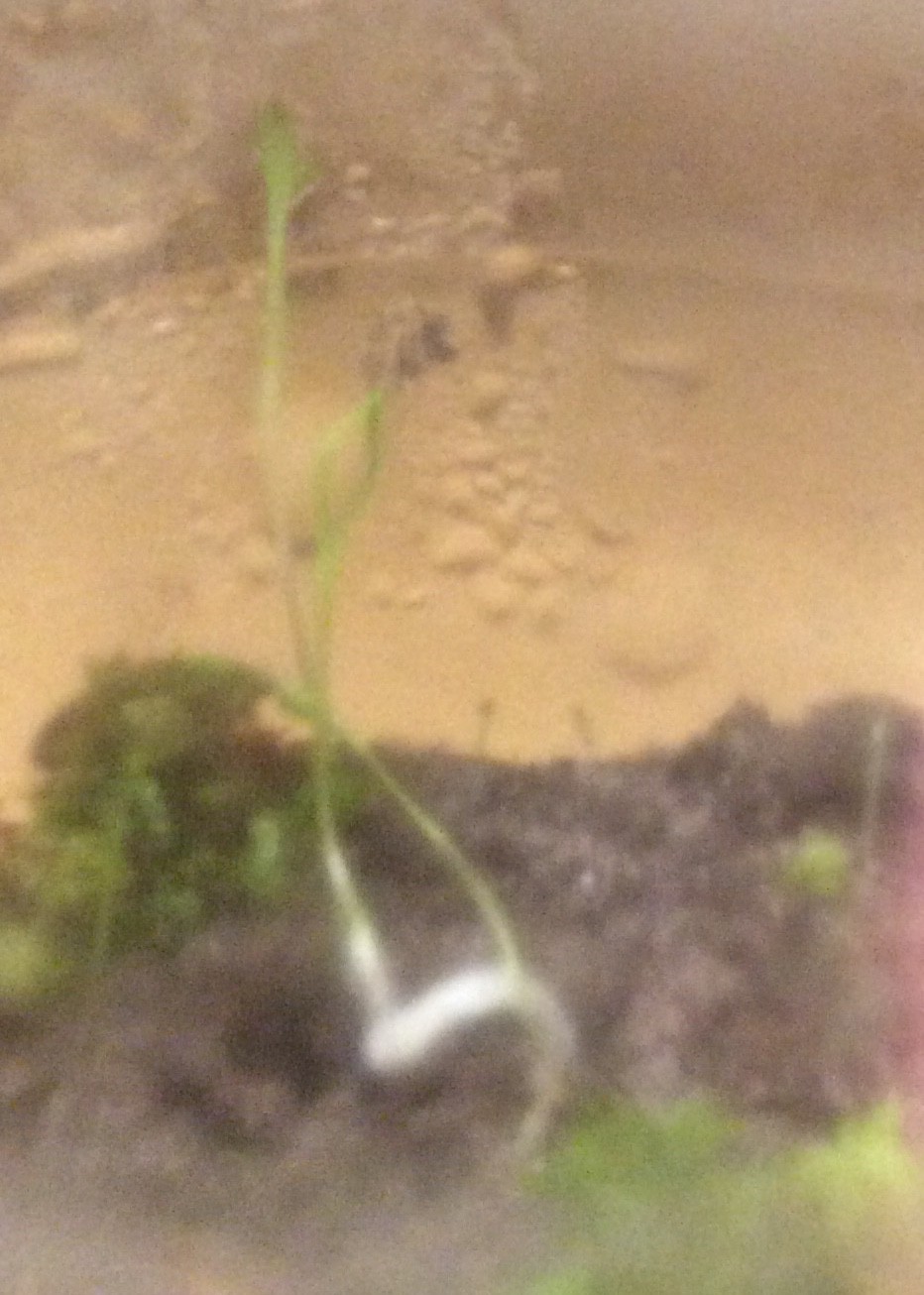 Gallery Growing vegetables in sealed containers Hackaday.io