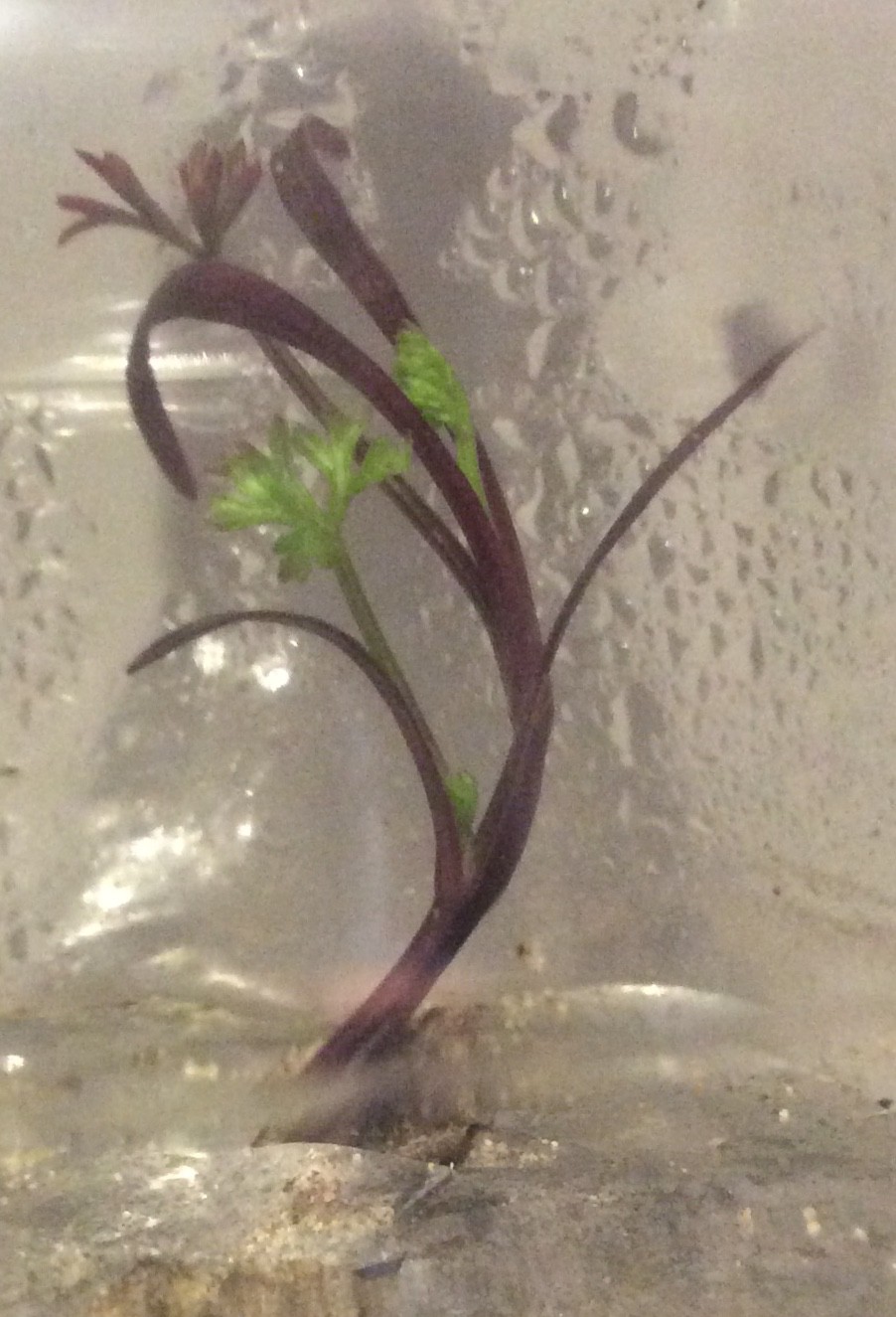 Gallery Growing vegetables in sealed containers Hackaday.io