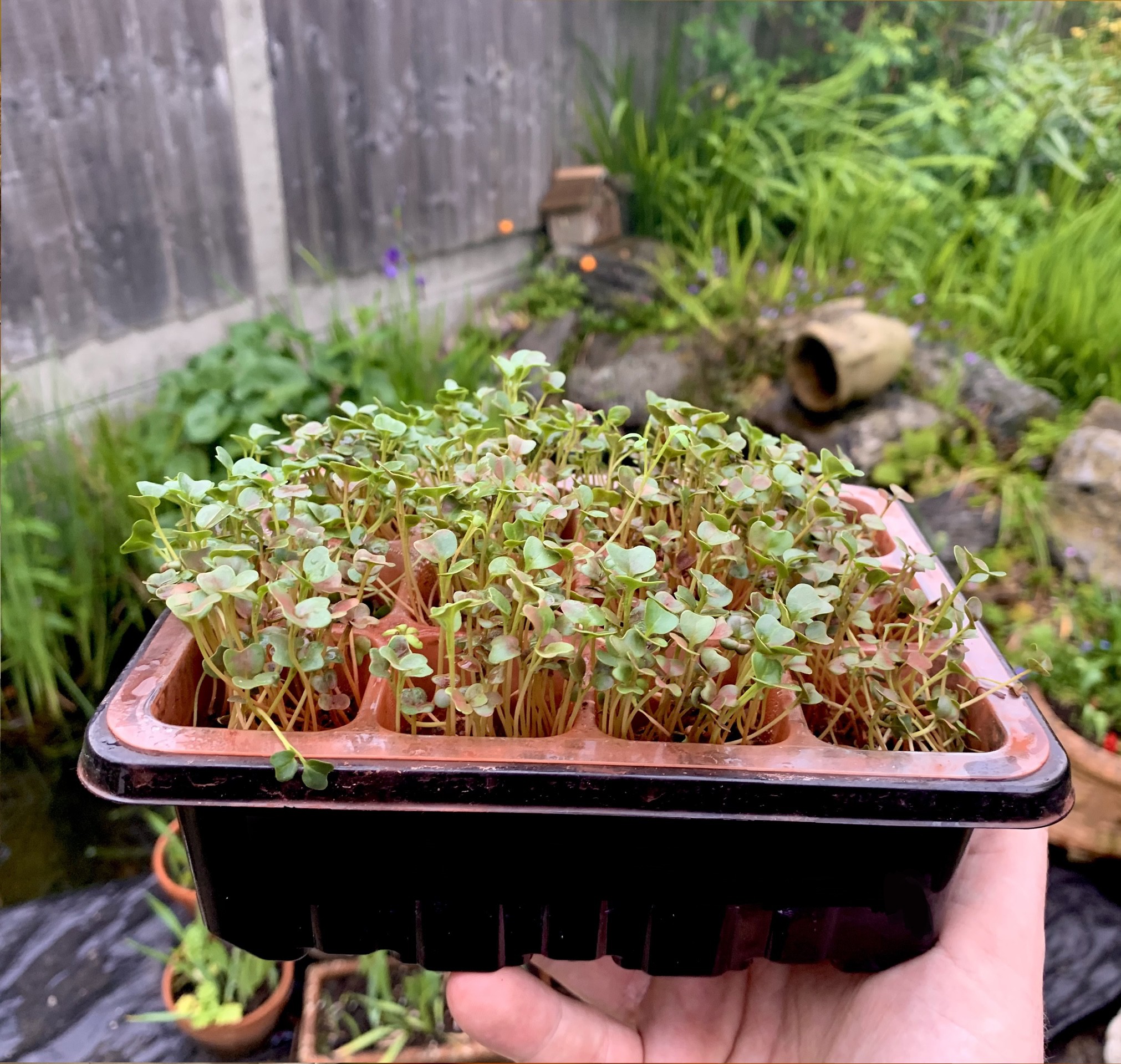 Gallery Growing Plants In Martian Soil Hackaday.io