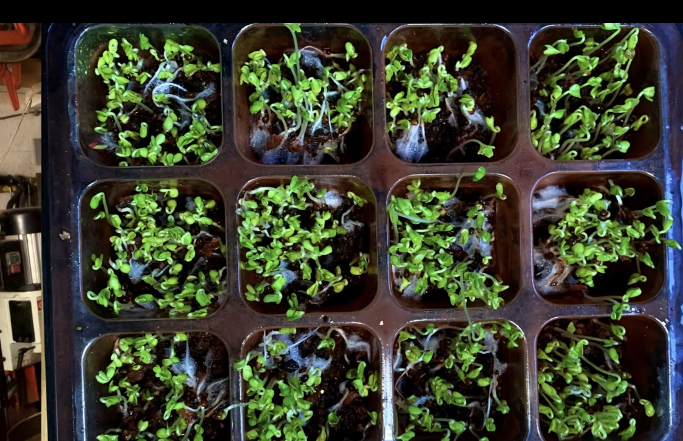 Growing Plants In Martian Soil Hackaday.io