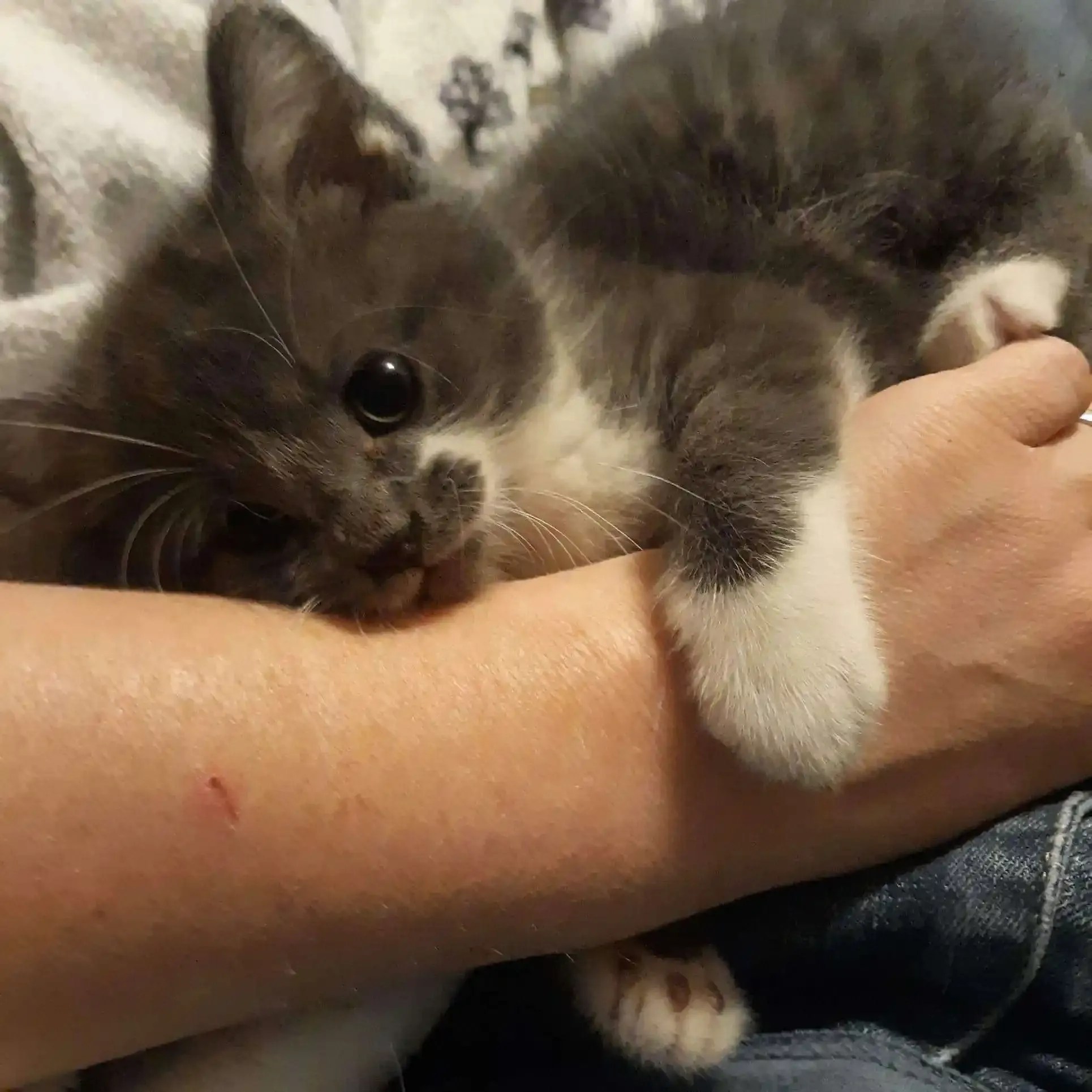 Pet owners in Arkansas are among the top 10 least likely US states to spoil their pets