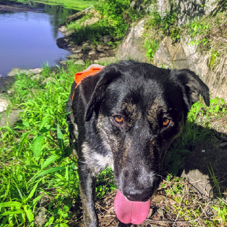 Andrew Vitale — Hashnode