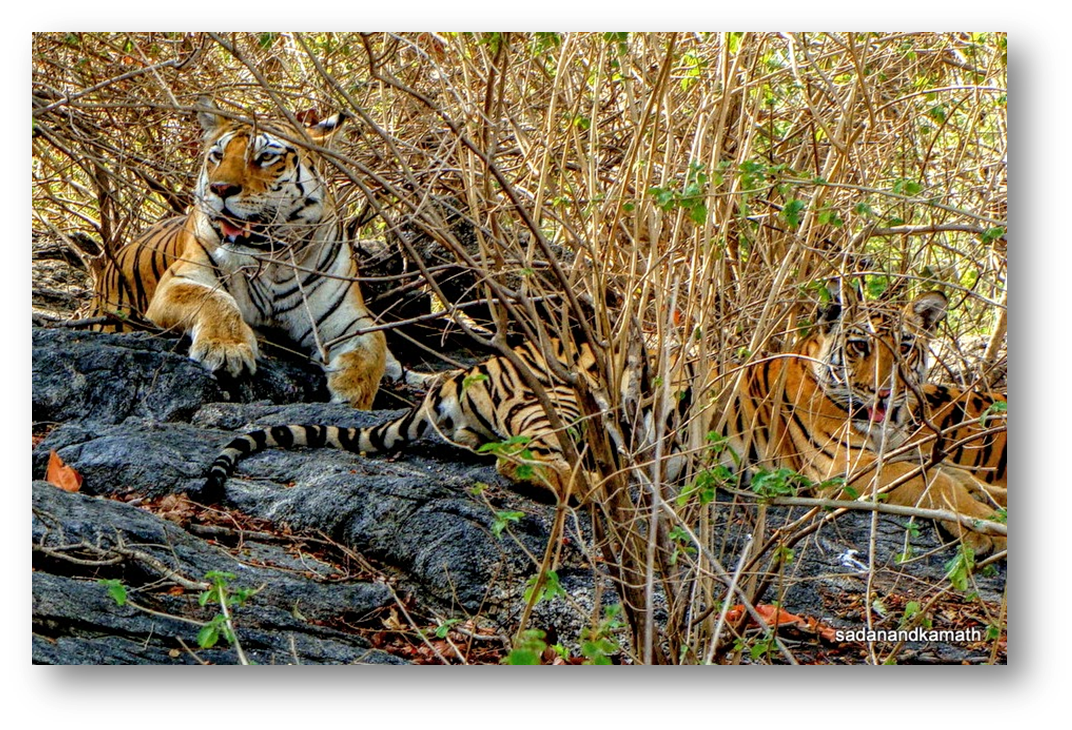 Surprising Facts about Bengal Tigers You Need To Know Hashnode