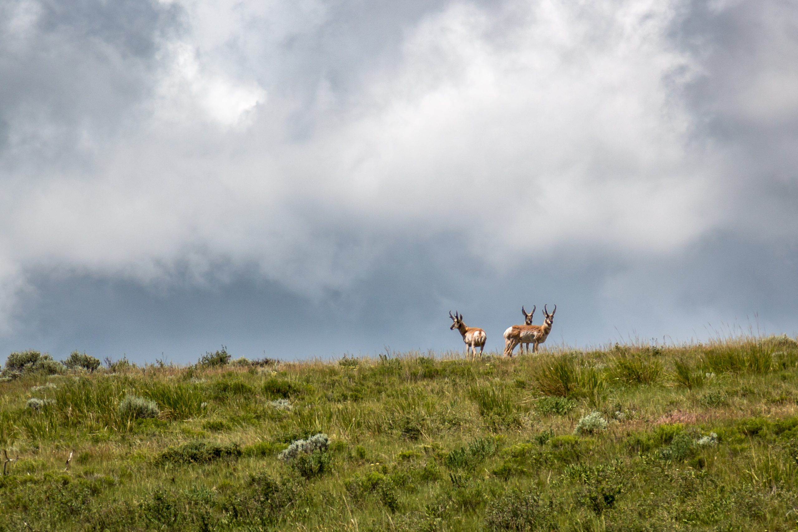 Nebraska Hunting Land for Sale Hayden Outdoors