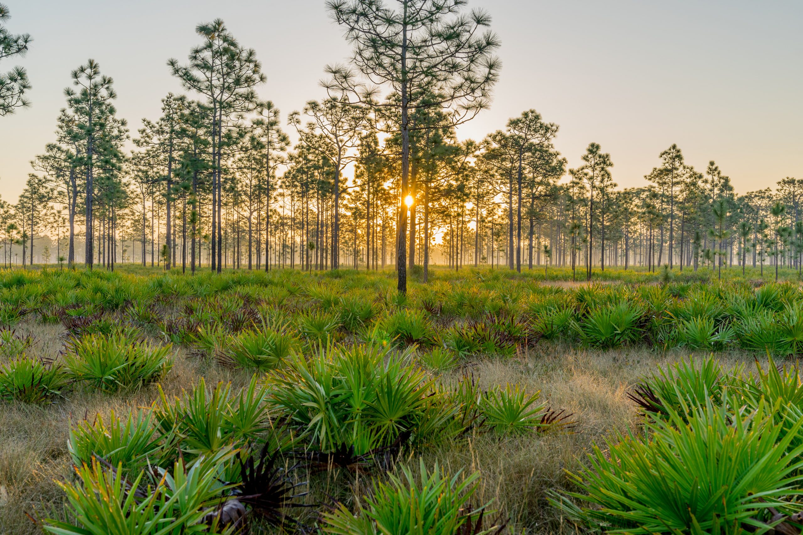 Florida Land for Sale Hayden Outdoors