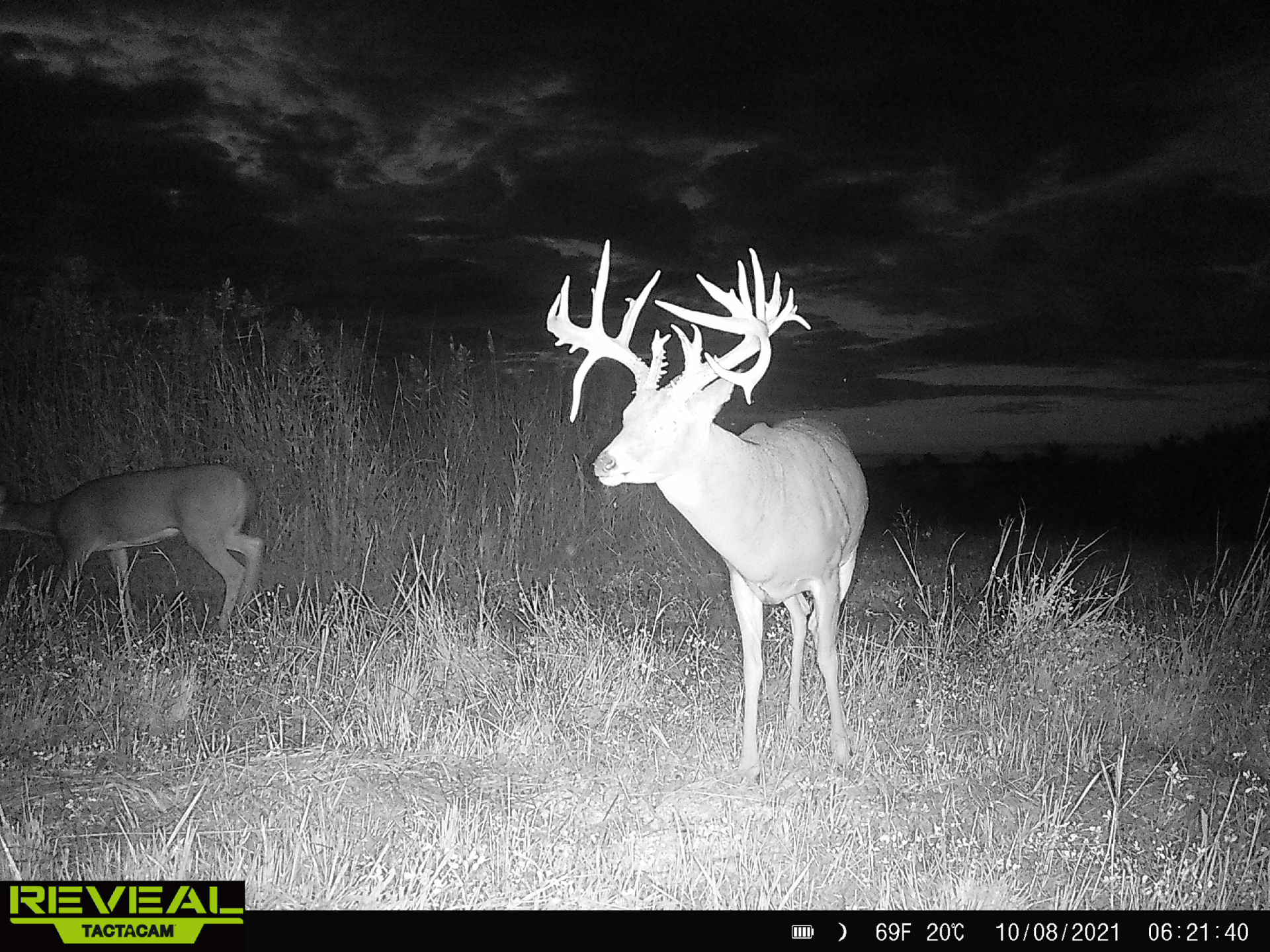 The Benefits of Setting Up Trail Cams on Your Property Hayden Outdoors