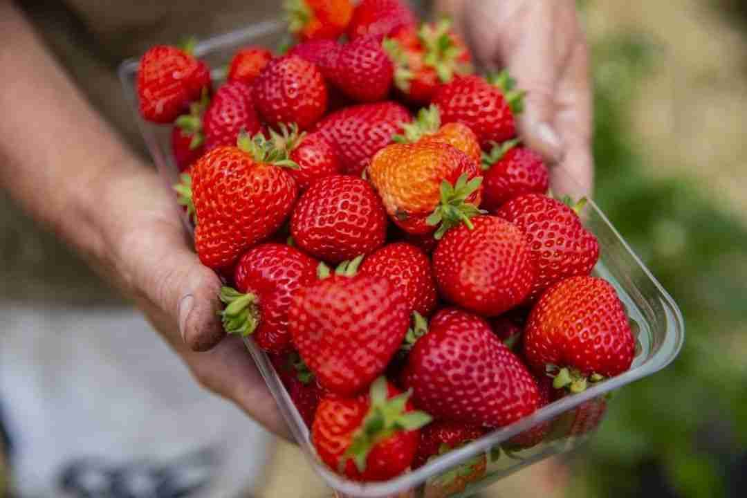 How to Store Strawberries A Comprehensive Storage Guide