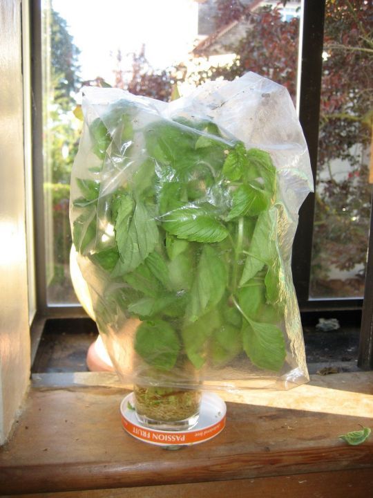 How to Store Basil (and Keep It Fresh for Months on End)