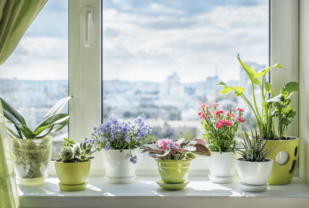 8 WellBeing and Interior Decor Benefits of Indoor Plants HeckHome