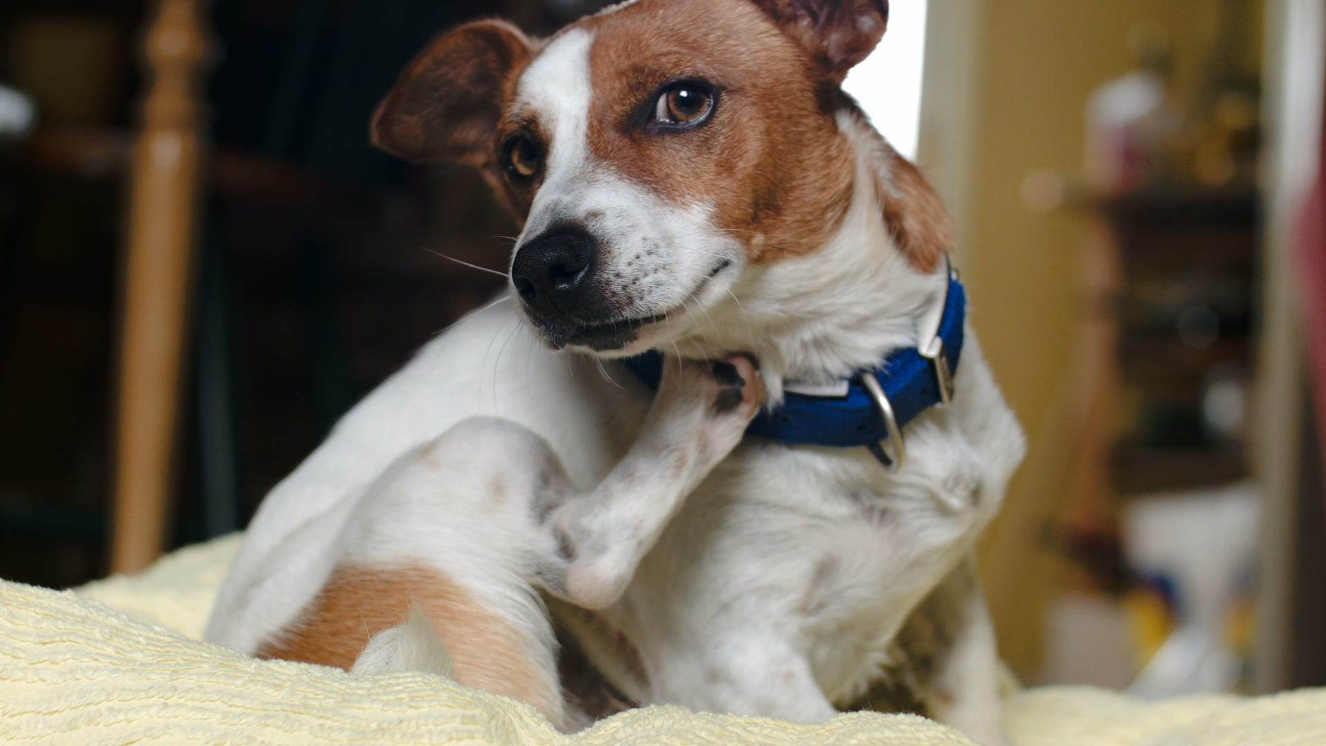 Why Does Your Skin Swell When Your Dog Scratches You? Heidi Salon