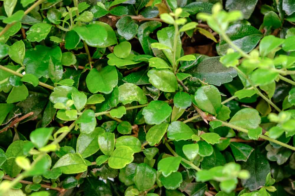 Tsaang Gubat Herbal Medicine Benefits Hello Doctor Philippines