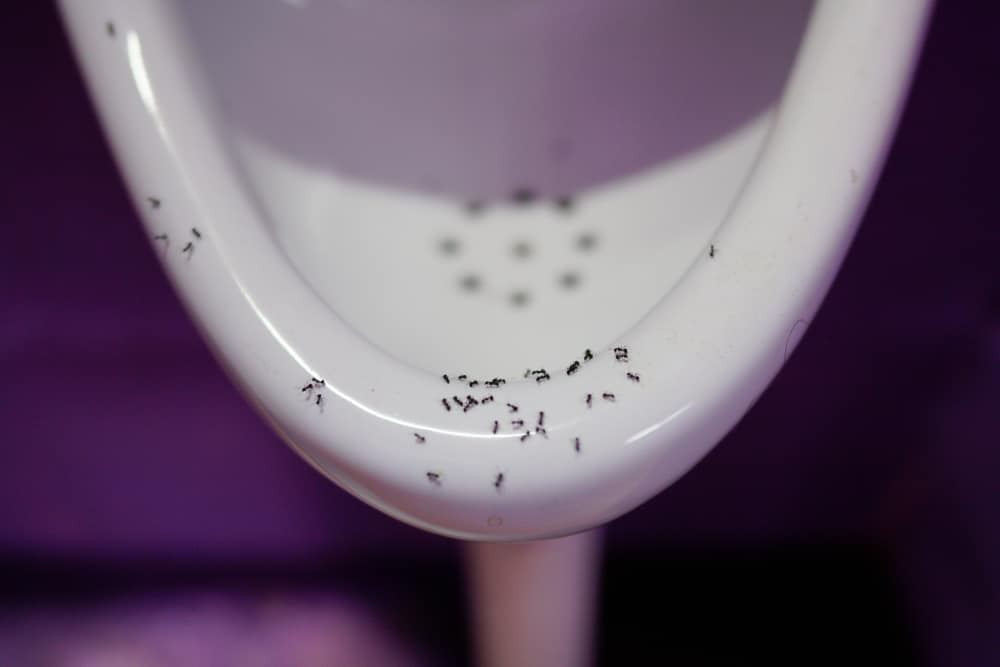 Diabetes Questions Ants in Toilet and Other Signs