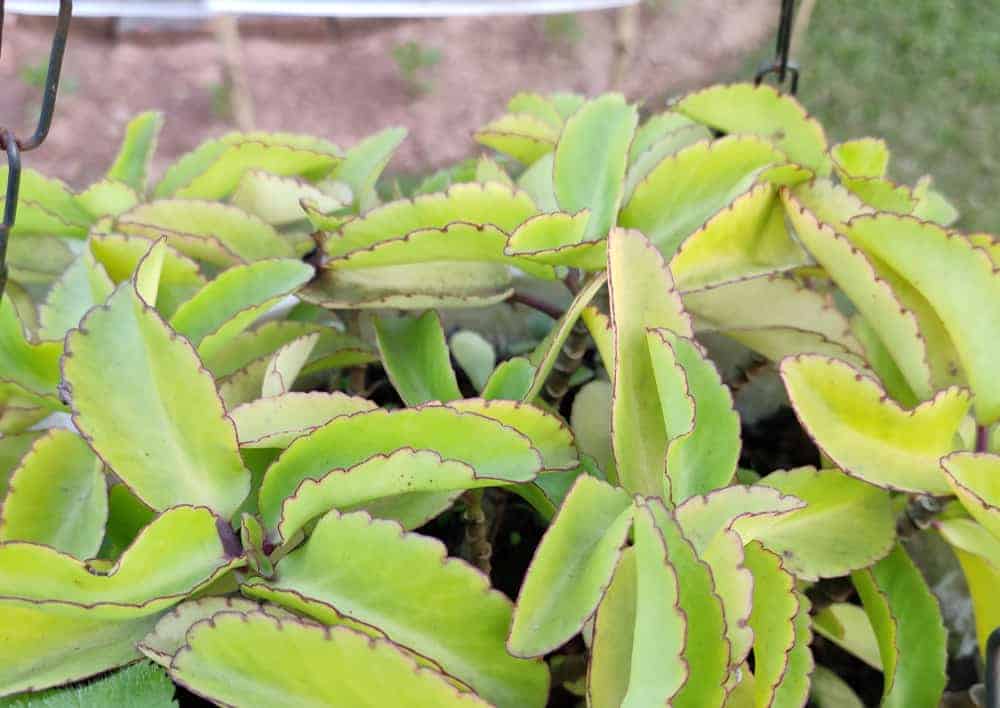 Kalanchoe pinnata Alamin ang benepisyo ng halamang gamot na ito