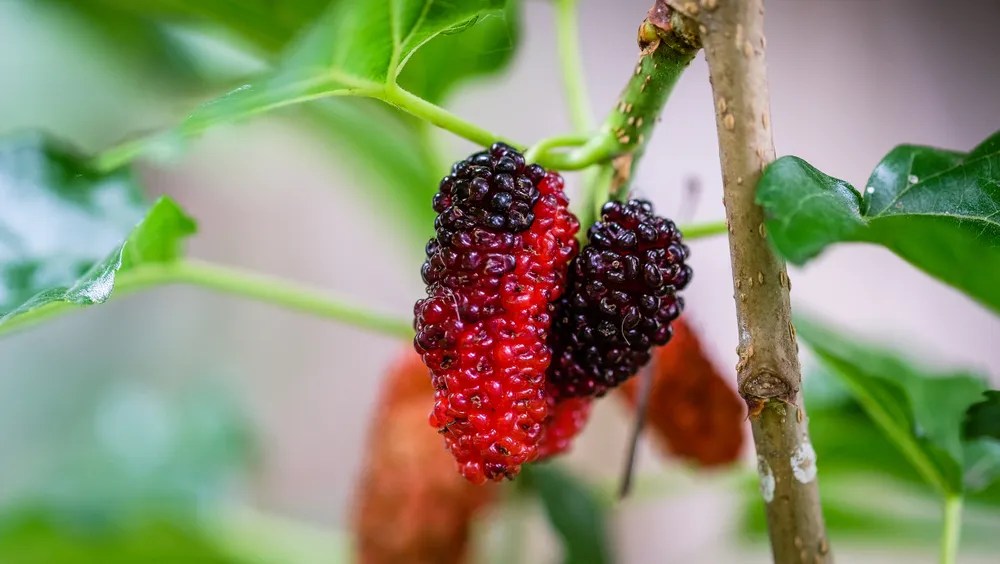 9 Manfaat Buah Murbei yang Kaya Antioksidan Hello Sehat