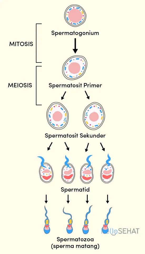 Lengkapilah Skema Proses Spermatogenesis Berikut