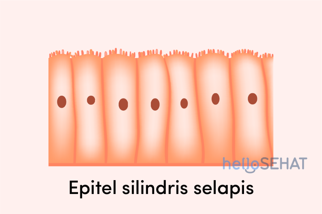 Jaringan Epitel Definisi, Fungsi, Jenis, dll. Hello Sehat(03)