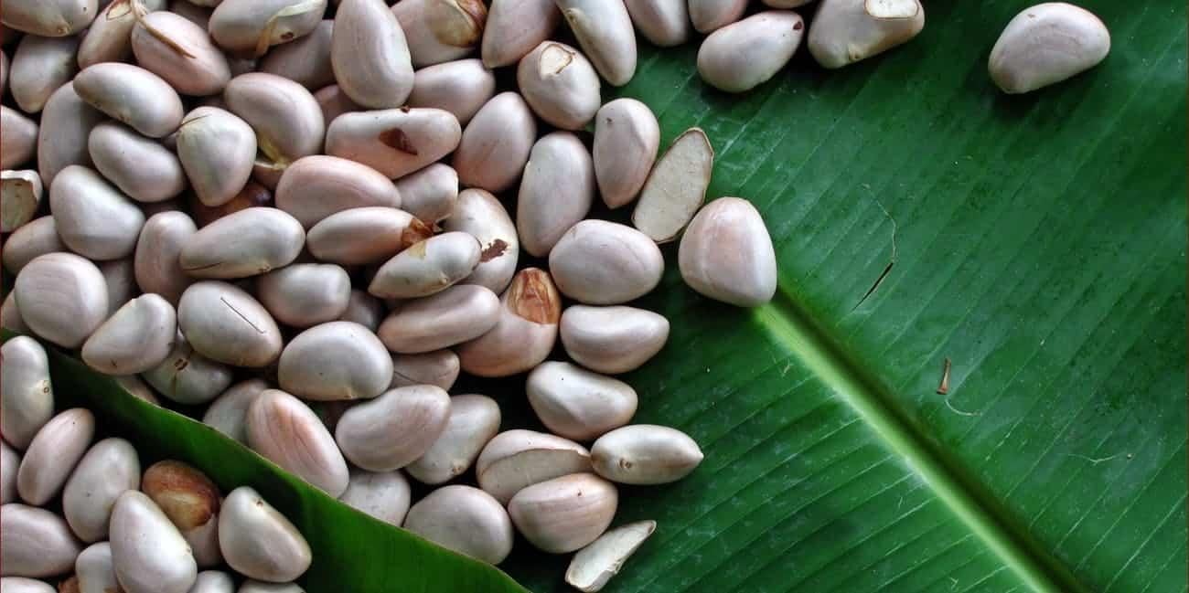 Manfaat Biji Nangka, dari Lancarkan Pencernaan Hingga Cegah Kanker