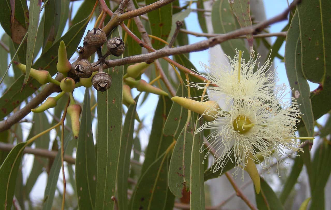 नीलगिरी के फायदे एंव नुकसान Health Benefits of Eucalyptus हैलो