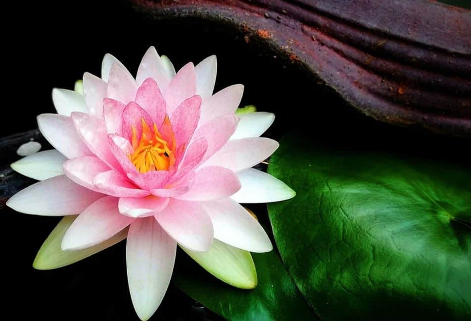 कमल के फायदे एवं नुकसान Health Benefits of Lotus हैलो स्वास्थ्य