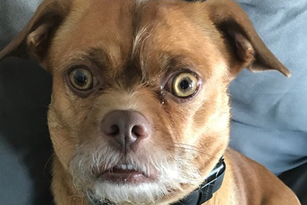 Bacon el perro preocupado que triunfa en las redes