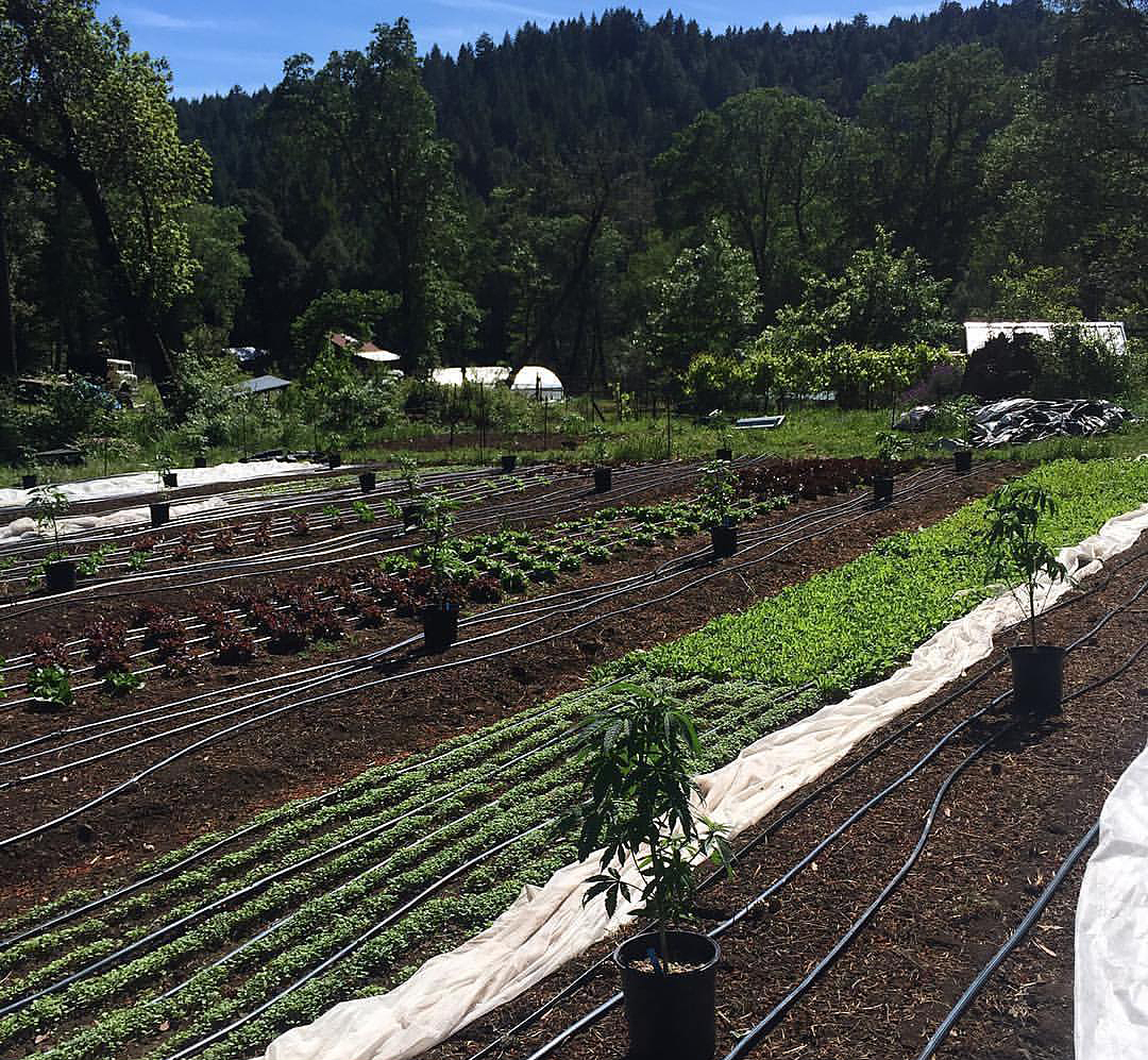 California’s small cannabis farms are facing the end of an era