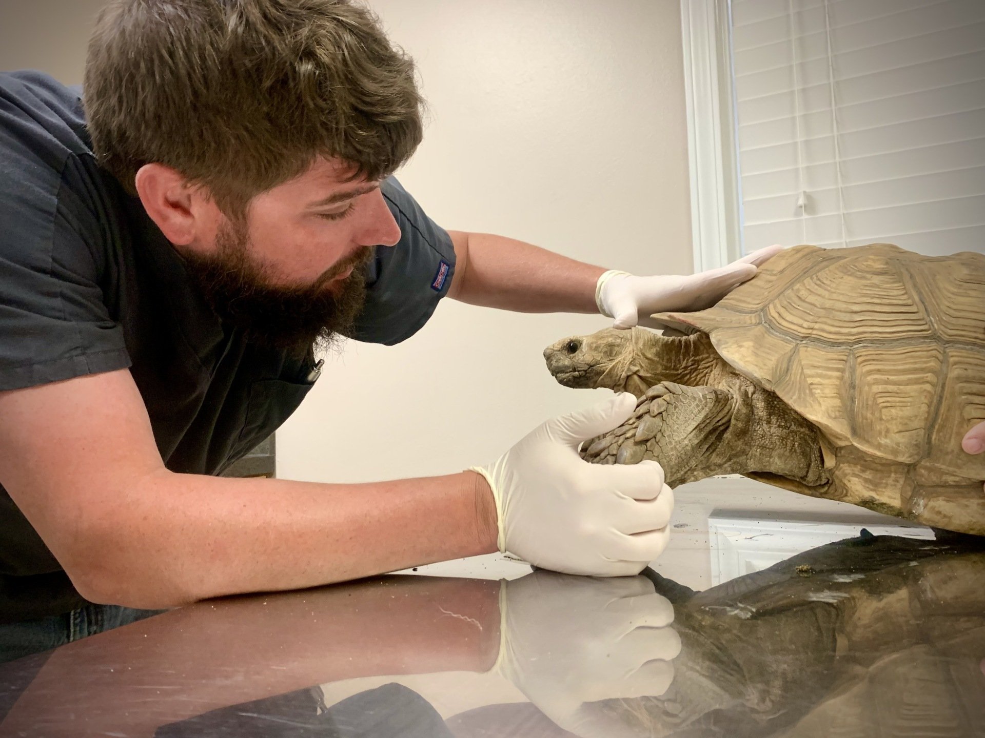 Haley Veterinary Practice, LLC Exotic Pet Vet Lebanon TN