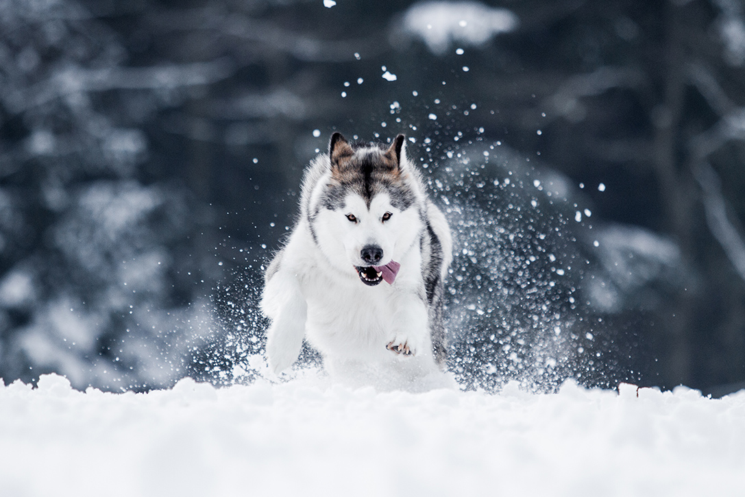 Cool Canines 12 Best Cold Weather Dog Breeds HiConsumption