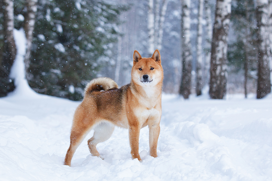 Cool Canines 12 Best Cold Weather Dog Breeds HiConsumption