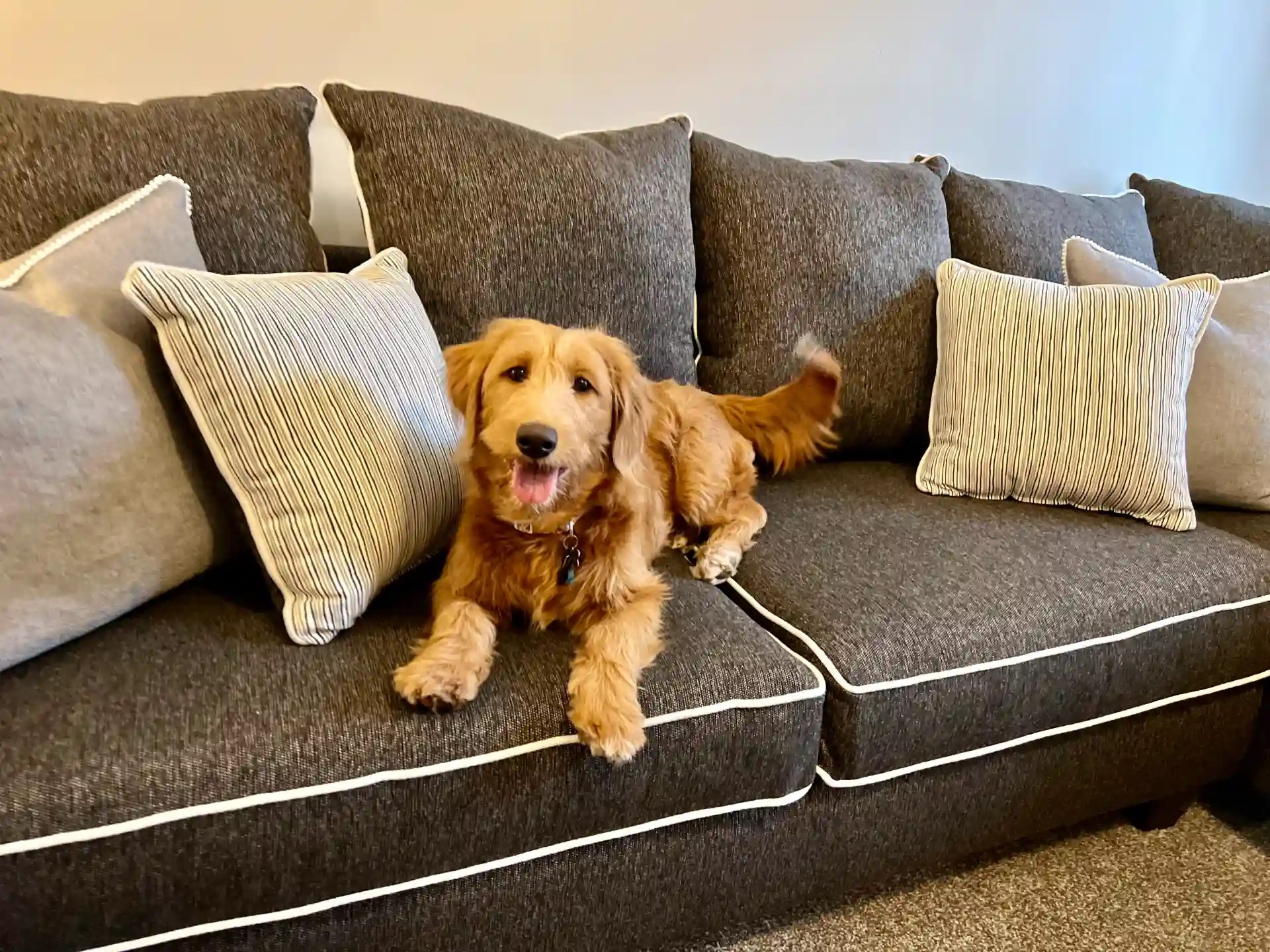 Pet Friendly Townhomes & Apartments in Fishers, IN