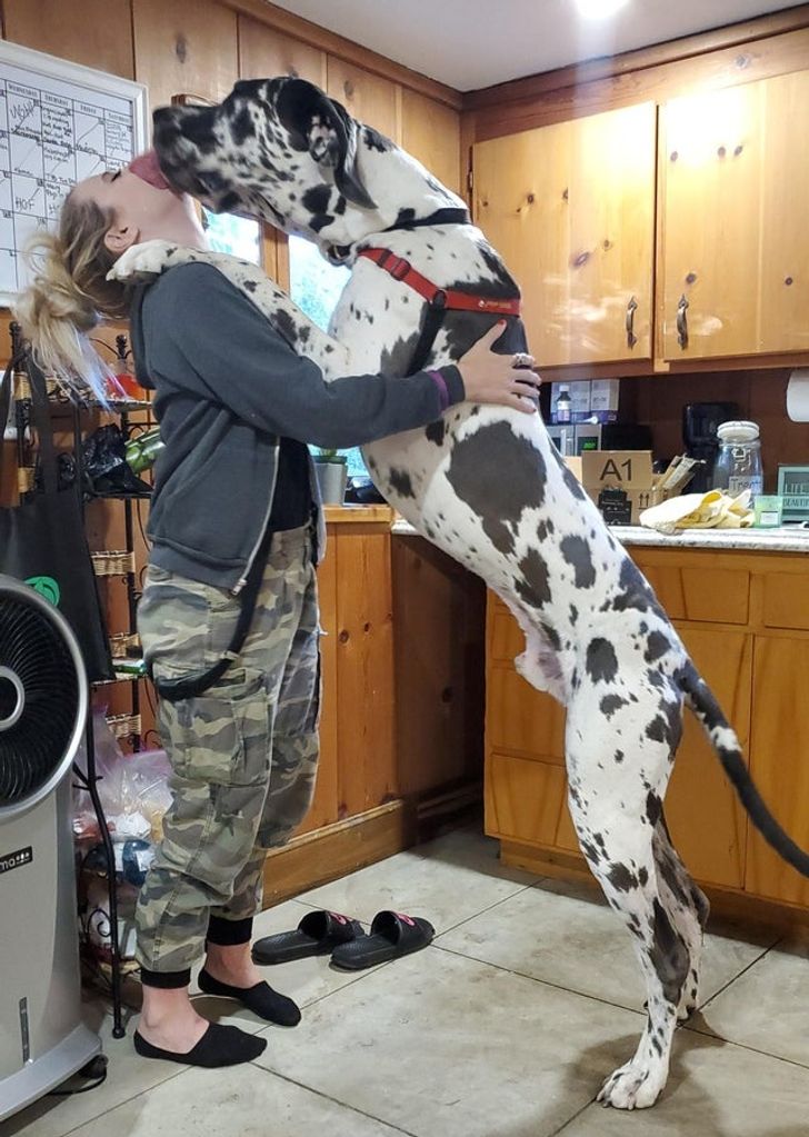 Hiptoro 21 People Who Wanted Dogs But Ended Up With Giant