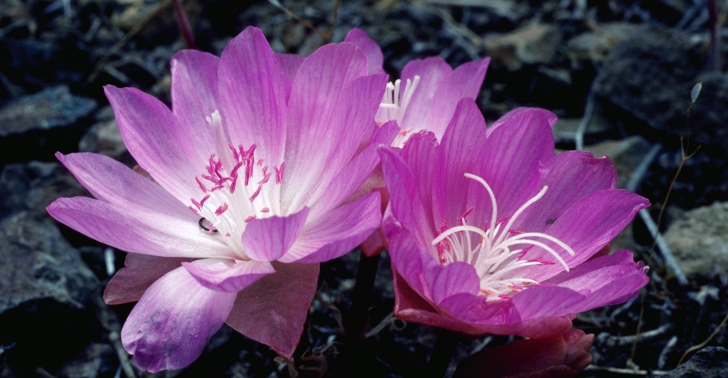 Montana Pictures Montana