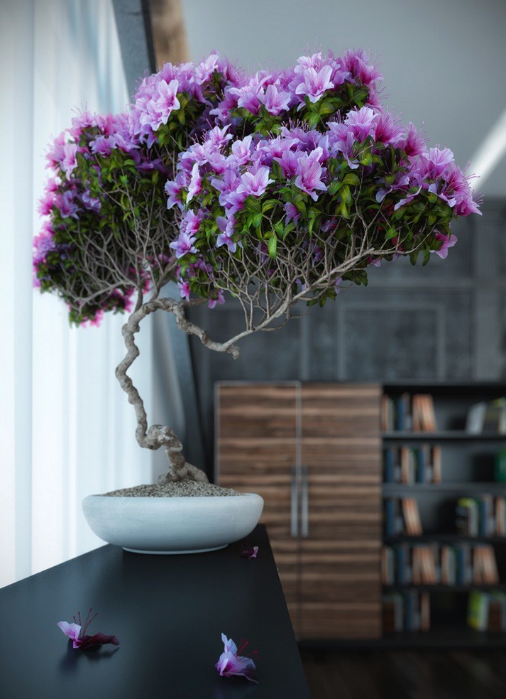 Bonsai In Interior Settings