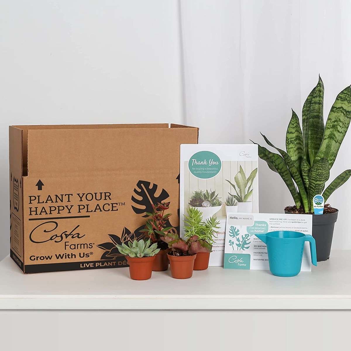 Product Of The Week Plant and SucculentCactus Mix Subscription Box